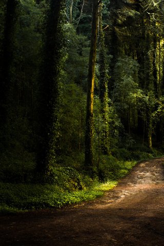 Обои дорога, лес, лето, road, forest, summer разрешение 1920x1080 Загрузить