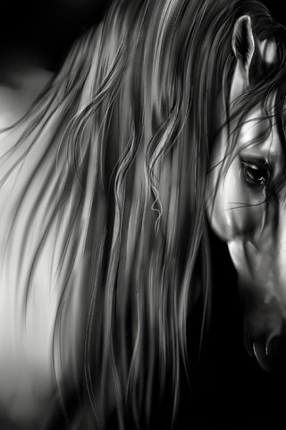 Обои лошадь, черно-белая, черный фон, животное, грива, horse, black and white, black background, animal, mane разрешение 3500x2625 Загрузить