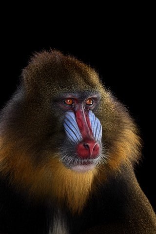 Обои фон, взгляд, обезьяна, мандрил, background, look, monkey, mandrill разрешение 1920x1288 Загрузить