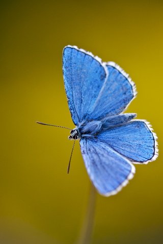 Обои насекомое, бабочка, крылья, усики, стебель, голубянка, insect, butterfly, wings, antennae, stem, blue разрешение 4468x3317 Загрузить