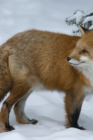 Обои снег, зима, взгляд, рыжая, лиса, лисица, животное, мах, snow, winter, look, red, fox, animal, max разрешение 2048x1365 Загрузить