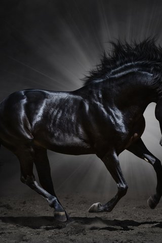 Обои лошадь, вороной, черный, темный фон, животное, конь, грива, бег, копыта, мустанг, mustang, horse, crow, black, the dark background, animal, mane, running, hooves разрешение 5944x3914 Загрузить