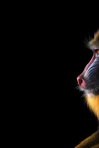 Обои фон, взгляд, обезьяна, мандрил, background, look, monkey, mandrill разрешение 1920x1288 Загрузить