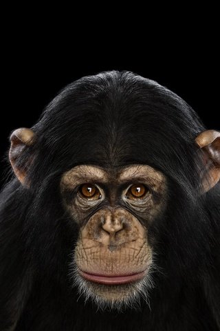 Обои фон, взгляд, обезьяна, шимпанзе, chimpanzee, background, look, monkey, chimpanzees разрешение 1920x1288 Загрузить