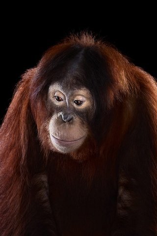 Обои фон, взгляд, обезьяна, орангутан, background, look, monkey, orangutan разрешение 1920x1288 Загрузить