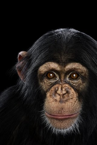 Обои фон, взгляд, обезьяна, шимпанзе, chimpanzee, background, look, monkey, chimpanzees разрешение 1920x1288 Загрузить