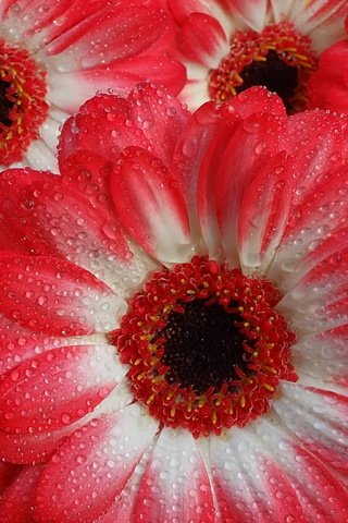 Обои вода, макро, капли, капельки, герберы, gerberas, water, macro, drops, droplets, gerbera разрешение 2048x1536 Загрузить