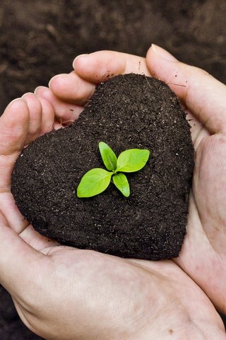 Обои земля, жизнь, руки, росток, ладони, садоводство, earth, life, hands, rostock, palm, gardening разрешение 4510x3006 Загрузить