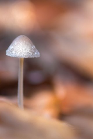 Обои природа, фон, грибы, размытость, гриб, nature, background, mushrooms, blur, mushroom разрешение 2047x1271 Загрузить