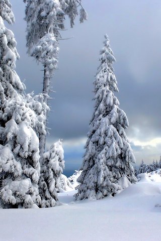Обои деревья, снег, зима, германия, harz national park, национальный парк гарц, trees, snow, winter, germany, the harz national park разрешение 2048x1230 Загрузить
