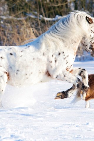 Обои лошадь, снег, природа, зима, собака, конь, бег, бордер-колли, cобака, horse, snow, nature, winter, dog, running, the border collie разрешение 4288x2063 Загрузить