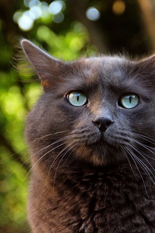 Обои макро, фон, кот, взгляд, животное, уши, зеленве глаза, macro, background, cat, look, animal, ears, selene eyes разрешение 2048x1365 Загрузить