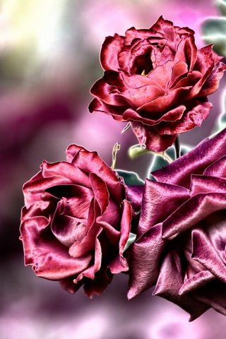 Обои цветы, фон, розы, flowers, background, roses разрешение 2560x1681 Загрузить