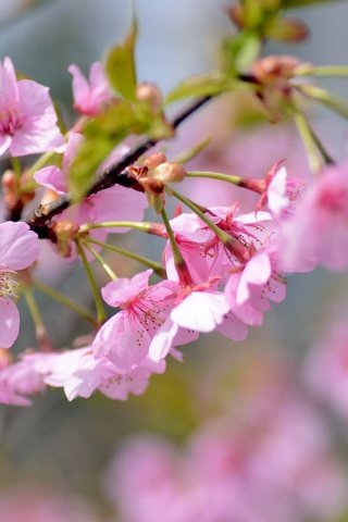 Обои ветка, весна, розовый, вишня, сакура, branch, spring, pink, cherry, sakura разрешение 2048x1356 Загрузить