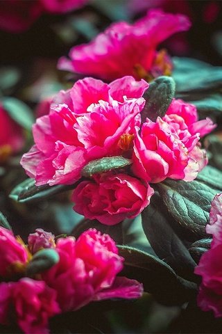 Обои цветы, природа, розовые, flowers, nature, pink разрешение 1920x1280 Загрузить