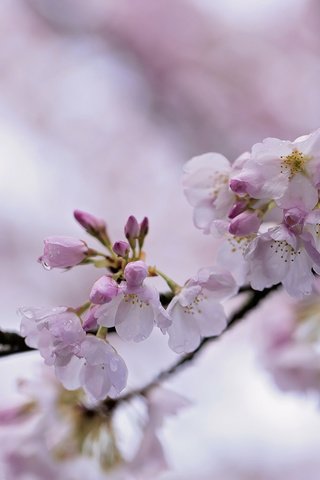Обои ветка, природа, цветение, весна, сакура, боке, branch, nature, flowering, spring, sakura, bokeh разрешение 2048x1365 Загрузить