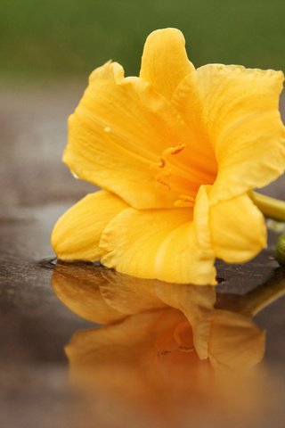 Обои макро, отражение, цветок, лилия, macro, reflection, flower, lily разрешение 2048x1365 Загрузить