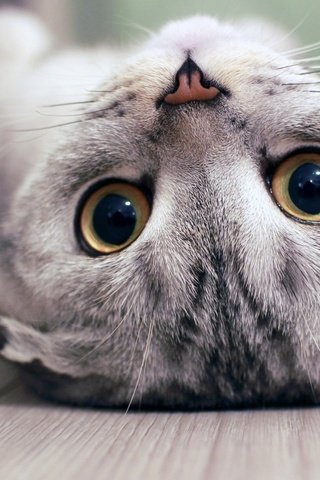 Обои глаза, кот, усы, кошка, котенок, животное, нос, eyes, cat, mustache, kitty, animal, nose разрешение 1920x1080 Загрузить