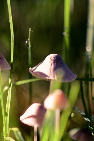 Обои трава, природа, макро, грибы, гриб, grass, nature, macro, mushrooms, mushroom разрешение 1920x1272 Загрузить