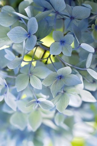 Обои цветы, макро, лепестки, голубой, нежность, гортензия, flowers, macro, petals, blue, tenderness, hydrangea разрешение 2048x1365 Загрузить