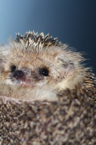 Обои животные, ежик, еж, носик, animals, hedgehog, spout разрешение 1920x1280 Загрузить