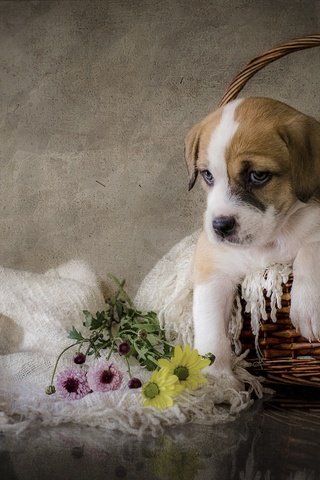 Обои цветы, собака, щенок, flowers, dog, puppy разрешение 2880x1908 Загрузить