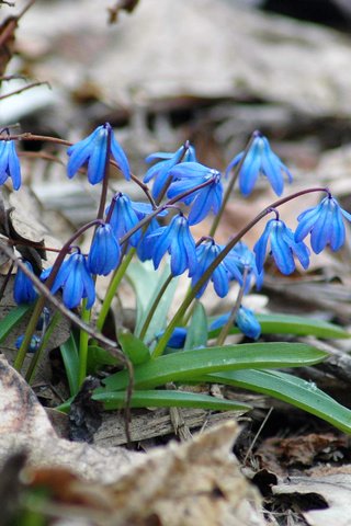 Обои цветы, природа, весна, пролески, flowers, nature, spring, scilla разрешение 3008x2000 Загрузить