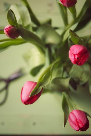 Обои бутоны, букет, тюльпаны, buds, bouquet, tulips разрешение 2048x1365 Загрузить