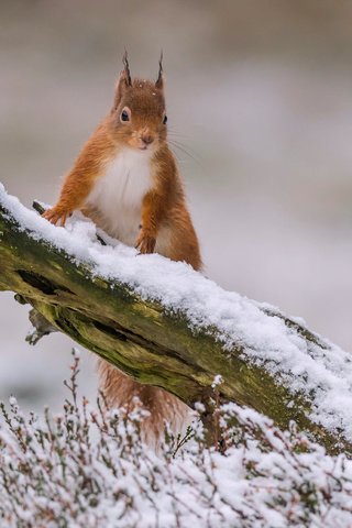 Обои снег, зима, рыжая, белка, зверек, коряга, белочка, грызун, snow, winter, red, protein, animal, snag, squirrel, rodent разрешение 3600x2571 Загрузить