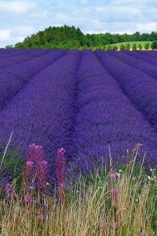 Обои цветы, пейзаж, поле, лаванда, фиолетовые, flowers, landscape, field, lavender, purple разрешение 2560x1600 Загрузить