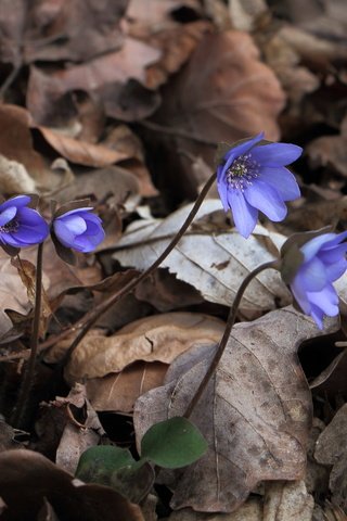 Обои цветы, природа, весна, печёночница, перелеска, hepatica nobilis, flowers, nature, spring, pechenocna, the coppice разрешение 1998x1336 Загрузить