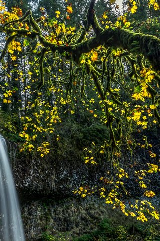 Обои деревья, лес, листья, ветки, водопад, сша, мох, silver falls state park, trees, forest, leaves, branches, waterfall, usa, moss разрешение 3600x2403 Загрузить