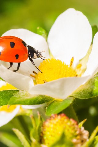 Обои жук, макро, насекомое, цветок, клубника, божья коровка, beetle, macro, insect, flower, strawberry, ladybug разрешение 3785x2514 Загрузить