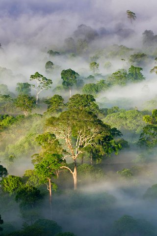 Обои деревья, лес, туман, малайзия, штат сабах, trees, forest, fog, malaysia, sabah разрешение 1920x1200 Загрузить