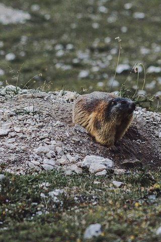 Обои животное, сурок, грызун, animal, marmot, rodent разрешение 1920x1080 Загрузить