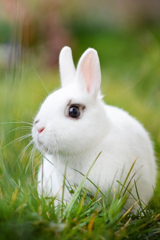 Обои трава, белый, кролик, боке, белый кролик, grass, white, rabbit, bokeh, white rabbit разрешение 4000x2667 Загрузить