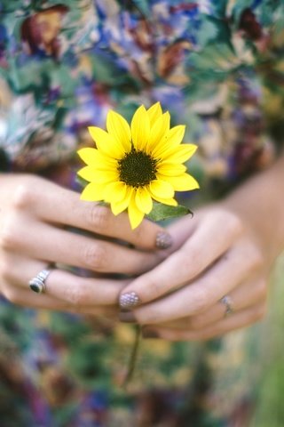 Обои цветок, лепестки, кольцо, руки, желтые, flower, petals, ring, hands, yellow разрешение 2880x1922 Загрузить