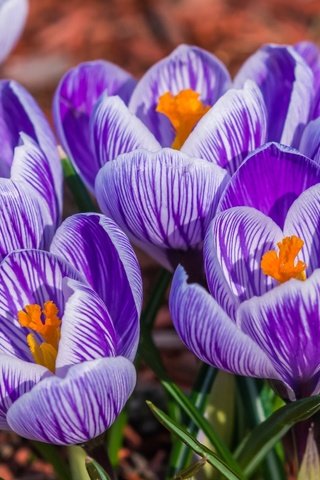 Обои макро, весна, крокус, шафран, macro, spring, krokus, saffron разрешение 2400x1611 Загрузить