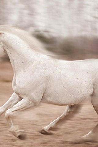 Обои лошадь, природа, конь, бег, horse, nature, running разрешение 2460x1553 Загрузить