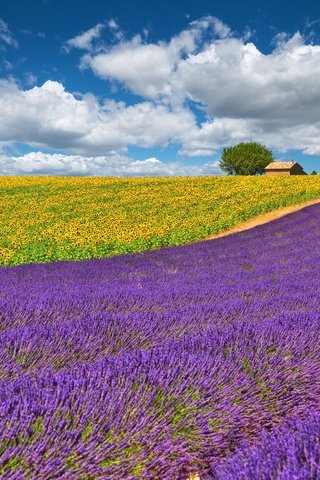 Обои небо, облака, желтый, поле, лаванда, подсолнухи, сиреневый, the sky, clouds, yellow, field, lavender, sunflowers, lilac разрешение 2000x1278 Загрузить