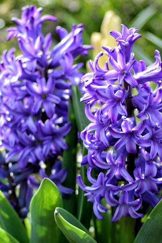 Обои цветы, весна, фиолетовые, гиацинты, flowers, spring, purple, hyacinths разрешение 2048x1365 Загрузить