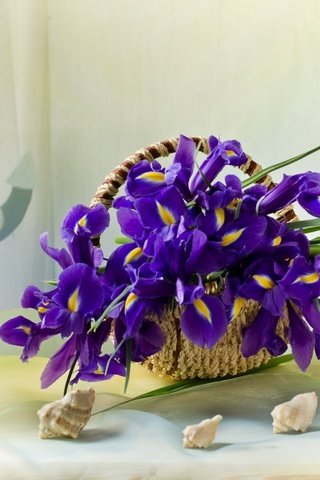 Обои ракушки, корзинка, ирисы, якорь, shell, basket, irises, anchor разрешение 1920x1263 Загрузить