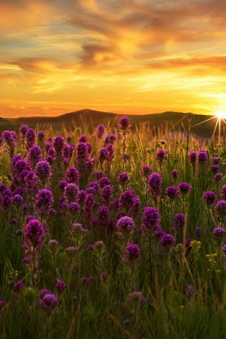 Обои цветы, закат, поле, flowers, sunset, field разрешение 1920x1231 Загрузить