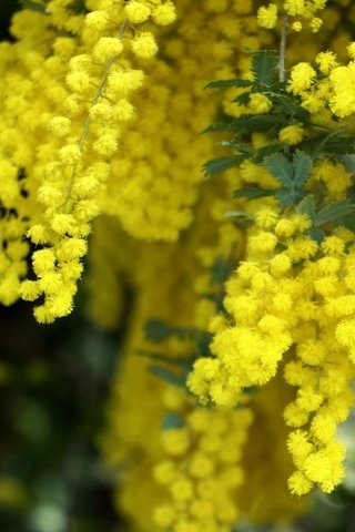 Обои желтый, макро, пушистый, весна, мимоза, yellow, macro, fluffy, spring, mimosa разрешение 2048x1361 Загрузить