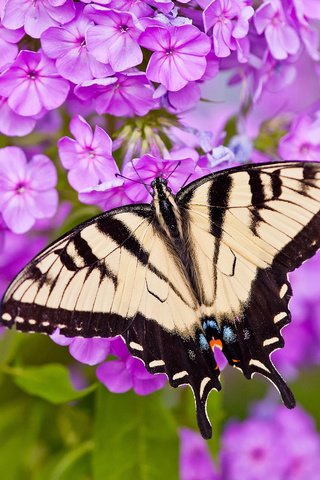 Обои цветы, макро, бабочка, парусник главк, флоксы, flowers, macro, butterfly, papilio glaucus, phlox разрешение 2048x1612 Загрузить