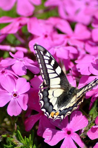 Обои цветы, насекомое, бабочка, розовые, флоксы, флокс, flowers, insect, butterfly, pink, phlox разрешение 2048x1365 Загрузить