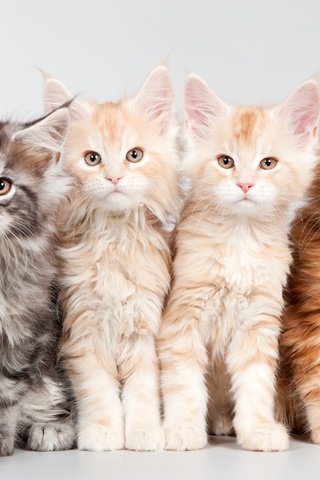 Обои котята, квартет, мейн-кун, kittens, quartet, maine coon разрешение 3000x1852 Загрузить