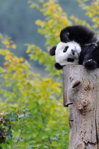 Обои панда, малыш, медвежонок, panda, baby, bear разрешение 2300x1440 Загрузить