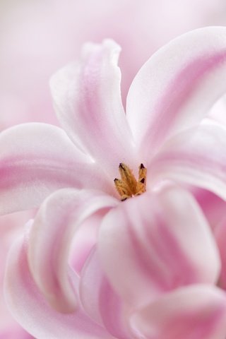 Обои макро, розовый, гиацинт, macro, pink, hyacinth разрешение 2048x1372 Загрузить