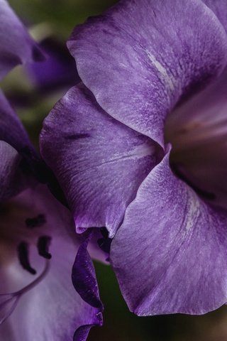 Обои цветы, макро, лепестки, лиловый, гладиолус, крупным планом, flowers, macro, petals, purple, gladiolus, closeup разрешение 2048x1356 Загрузить